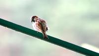 Bird_Pest_Detection project thumbnail