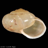 Snail_Pest_Thailand project thumbnail