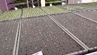 Plants_1 project thumbnail