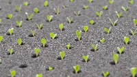 Plants and holes project thumbnail