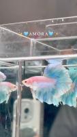 IKAN CUPANG project thumbnail