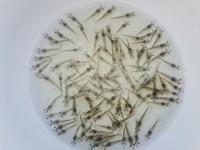 Shrimp-Counter project thumbnail