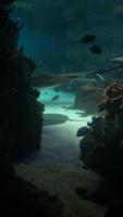 Aquarium Object Detection project thumbnail