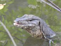 Asian Water Monitor Lizard project thumbnail