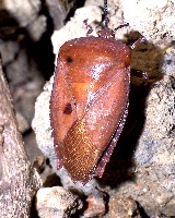 Tessaratoma papillosa detection project thumbnail