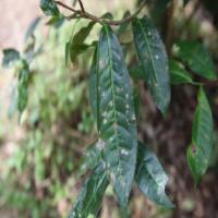 disease-pest-damage project thumbnail