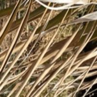 Palm Tree Leaves Diseases project thumbnail