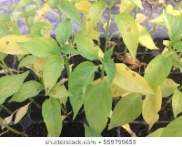 plant disease detection project thumbnail