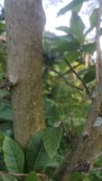 UG Leaf Dataset project thumbnail
