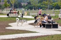 People and dogs project thumbnail