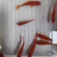 yjxfish project thumbnail