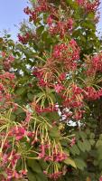 Combretum_indicum project thumbnail