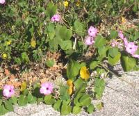 plant species  project thumbnail