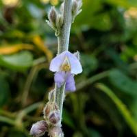Calopogonium mucunoides project thumbnail