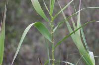 Arundo_donax project thumbnail