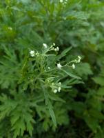 parthenium hysterophprus project thumbnail