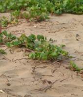 Ipomoea pes-caprae project thumbnail