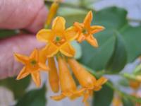 Cestrum_aurantiacum project thumbnail