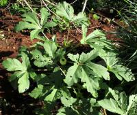 Weed Detection project thumbnail