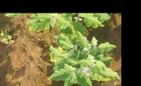weed detection project thumbnail