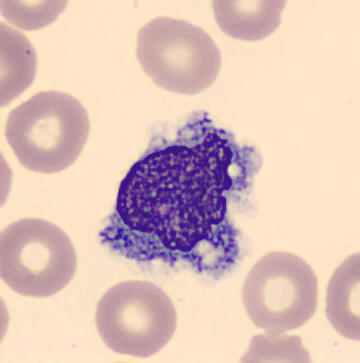blood-cells-monocyte Object Detection Dataset by sfedu