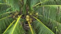 Coconut Tree WILT Disease Detector project thumbnail
