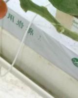 Tomato Detector project thumbnail