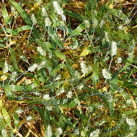 Wheat detection project thumbnail
