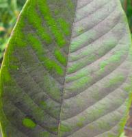 guava leaf diseases project thumbnail