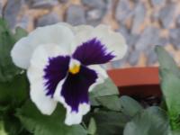 Flower project thumbnail