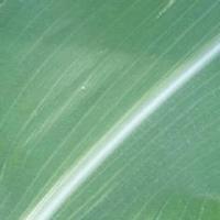Corn Leaf Diseases 3 project thumbnail