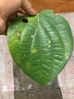 Pepper Leaf Detection project thumbnail