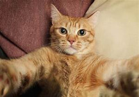 cat_seg project thumbnail