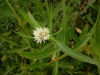 Alternanthera_philoxeroides project thumbnail