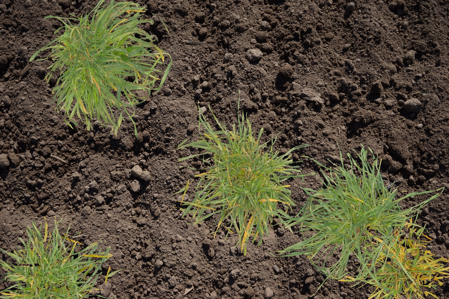 Test Object Detection Dataset by Hackathon 2024