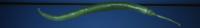 normal_curved_pepper project thumbnail