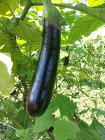 eggplant project thumbnail