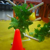 fruit-555555 project thumbnail