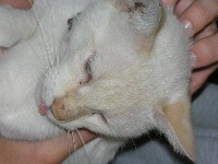 kucing project thumbnail