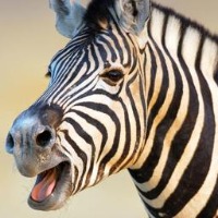zebra project thumbnail
