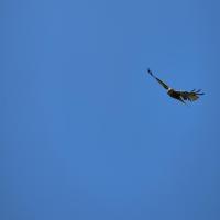 Flying Birds project thumbnail
