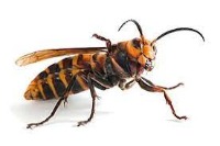 bee project thumbnail