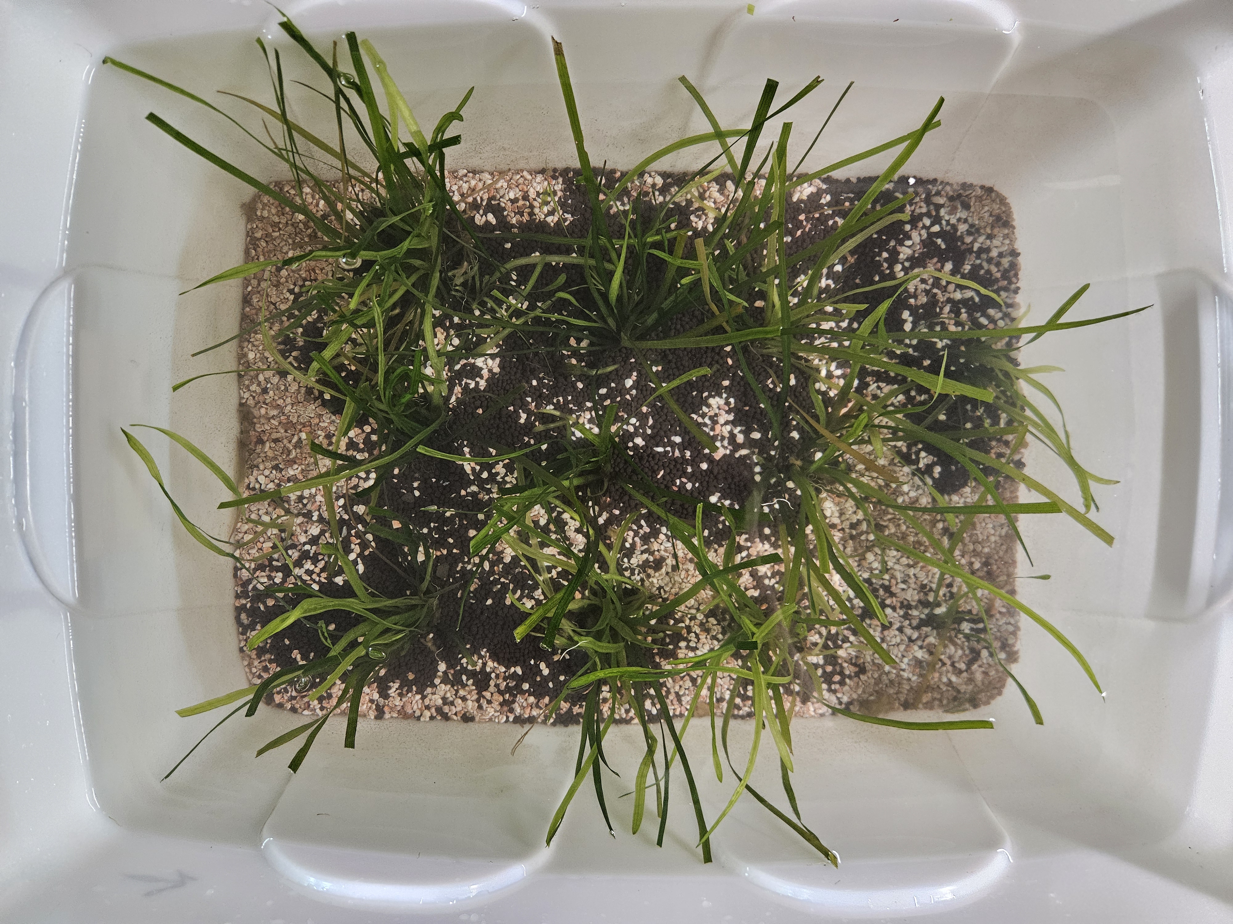 seaweed 2.0 Object Detection Model by algae plan
