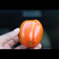 Tomato-grading project thumbnail