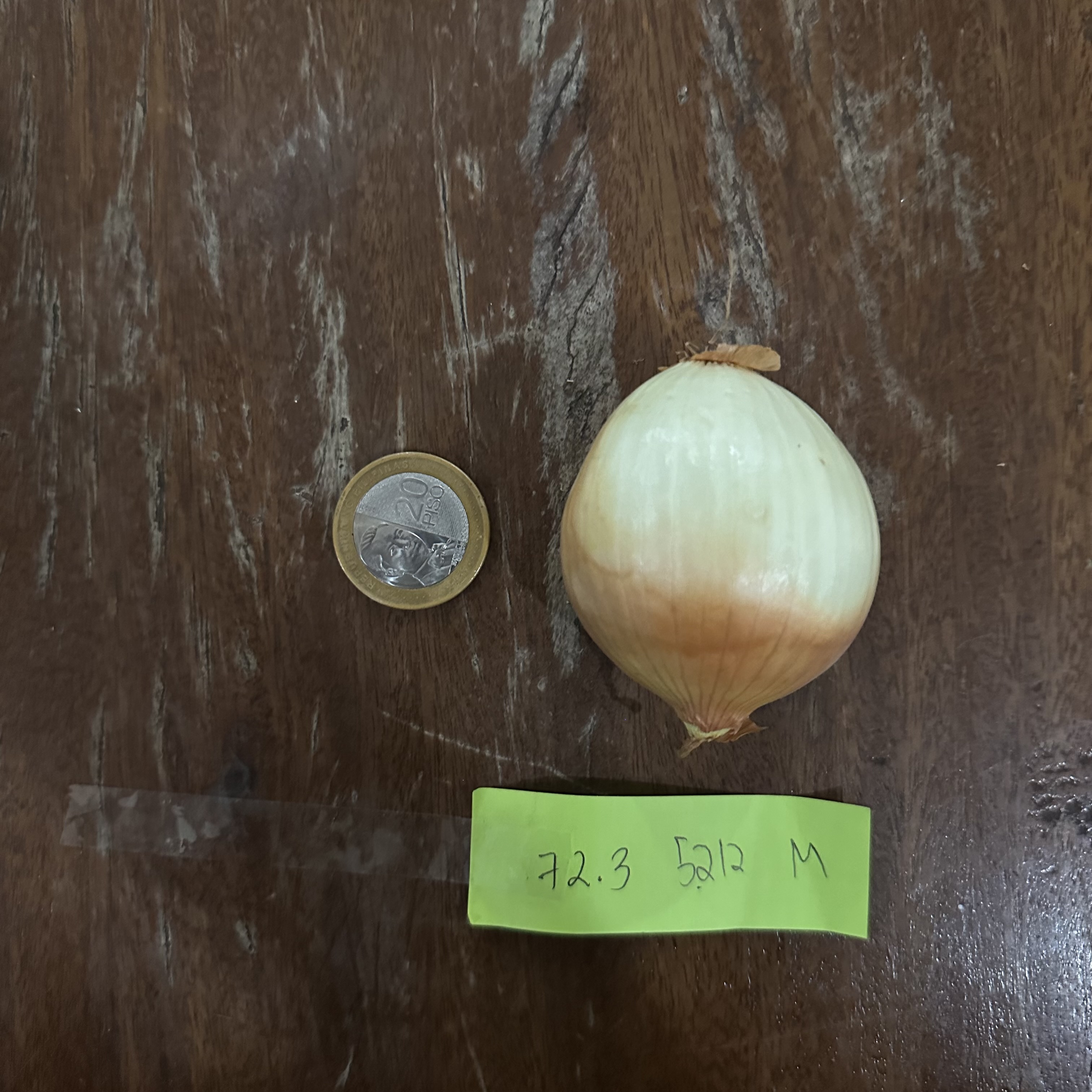 Onion Ruler Onion Segmentation Instance Segmentation Model by CSRP Onion Dataset