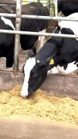 cow0221 project thumbnail