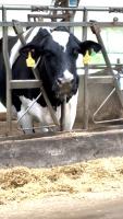 0223cow project thumbnail