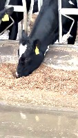 cow face project thumbnail