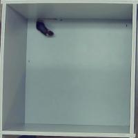 Mouse project thumbnail