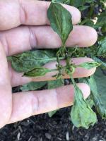 plant disease project thumbnail